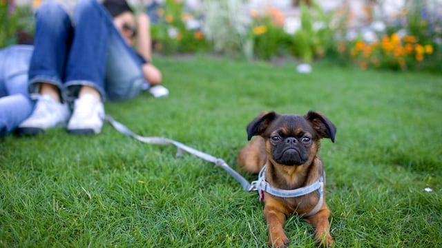Mensch Sieben Irrtumer Zur Hundehaltung Wissen Srf