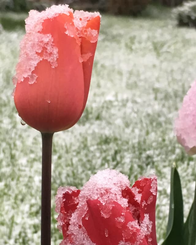 Tuplen mit Schnee. Tuplen mit Schnee.