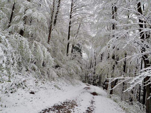Der Baselbieter Wald ist von einer dichten Schneeschicht überdeckt.