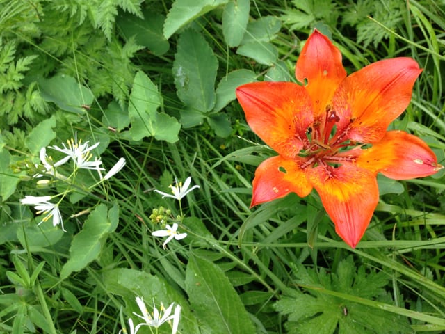 Mehrere weisse und eine orangene Blume im grünen Gras.