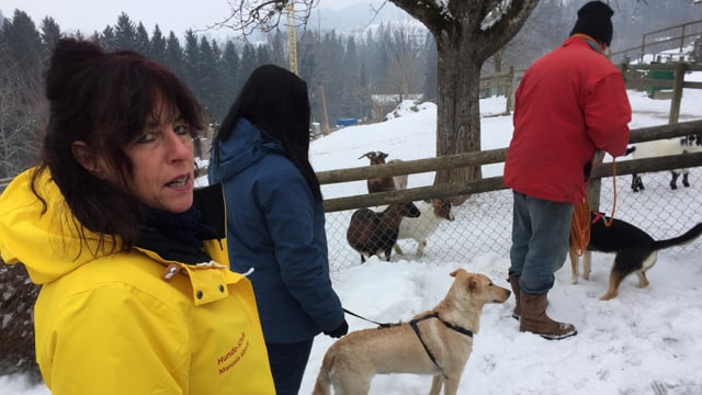 Ziegen und Hunde im Walter Zoo. Ziegen und Hunde im Walter Zoo.