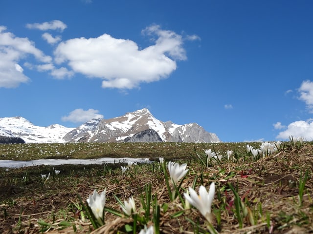 Wiese und Berge.