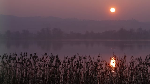 Sonnenuntergang, See, Schilf. Sonnenuntergang, See, Schilf.