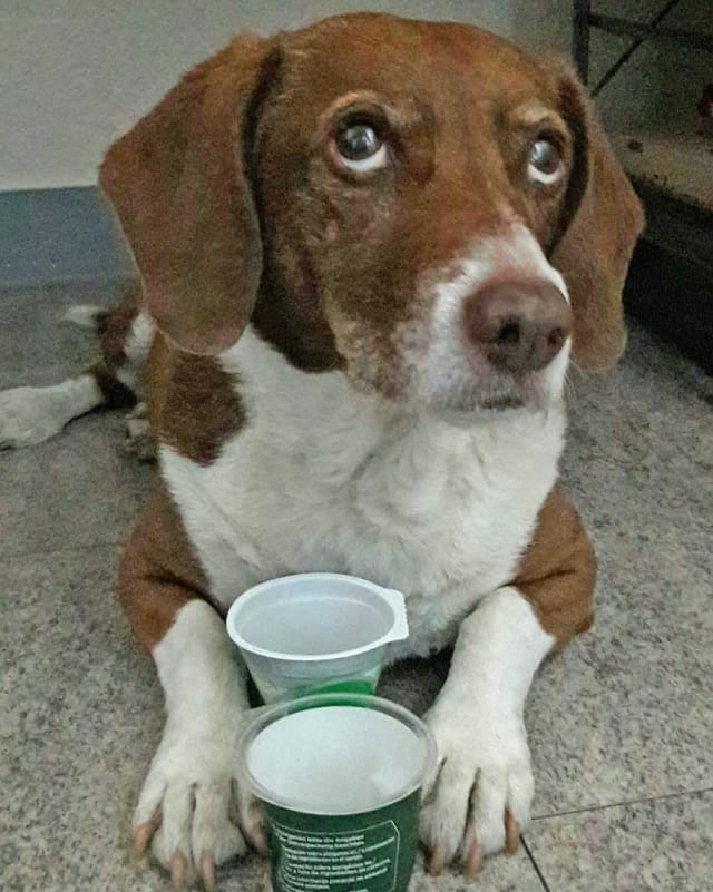 Ein liegender Hund vor zwei leeren Joghurtbechern.