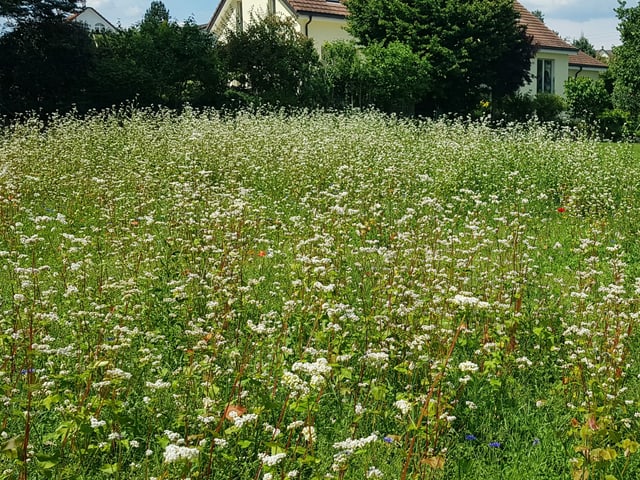 Die Gemeinde säte Buntbrachen an. Diese sind mehrjährige, mit einheimischen Wildkräutern versehenen Flächen auf Ackerflächen oder nach einer Dauerkultur. Die Gemeinde säte Buntbrachen an. Diese sind mehrjährige, mit einheimischen Wildkräutern versehenen Flächen auf Ackerflächen oder nach einer Dauerkultur.