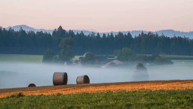 Heuballen, dahinter Bodennebel. Heuballen, dahinter Bodennebel.