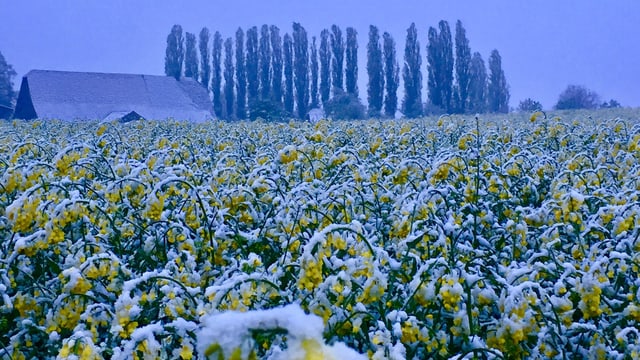 Schneebedecktes Rapsfeld. Schneebedecktes Rapsfeld.