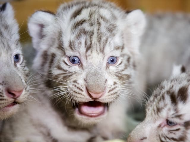 Tigerbabies Tigerbabies