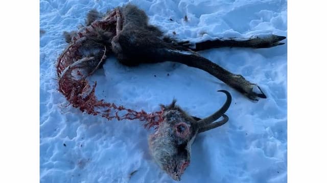 abgenagter Kadaver einer Gämse abgenagter Kadaver einer Gämse