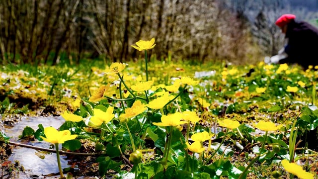 Gelbe Blumen an einem kleinen Bach.. Gelbe Blumen an einem kleinen Bach..