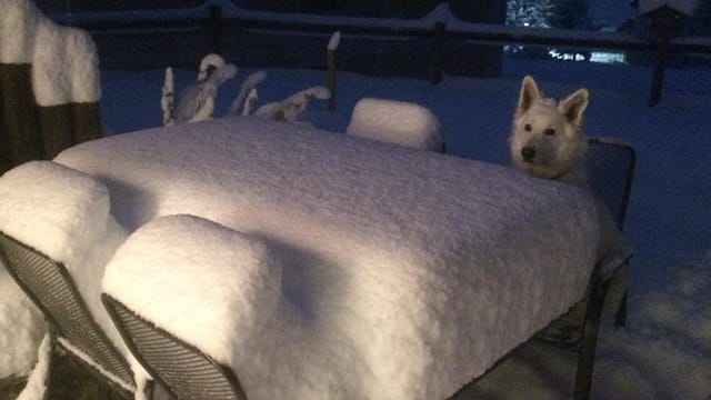 Ein Hund sitzt gemütlich an einem verschneiten Tisch.
