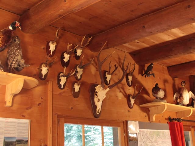 Wand in einer Jagdhütte mit Jagdtrophäen behängt.