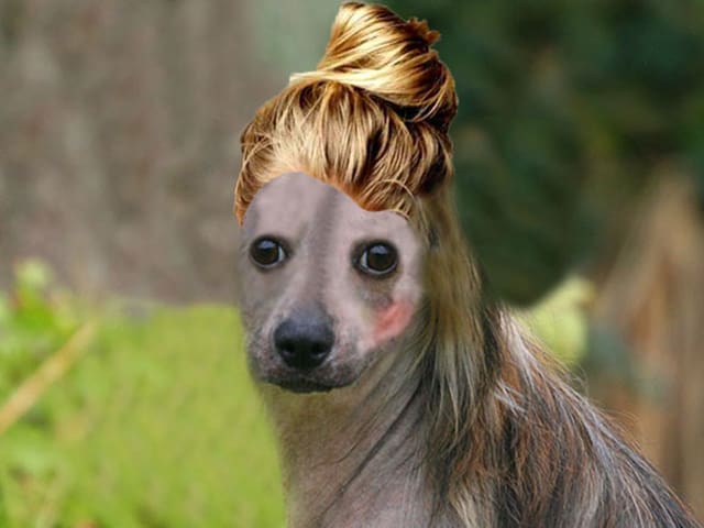 Schöner Chinesischer Schopfhund