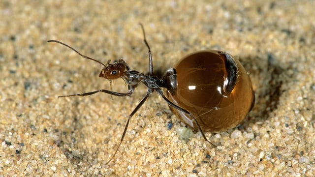Wunderwelt Der Insekten Bizarre Ameisen Zombies Sklaven Honigtopfe Kultur Srf
