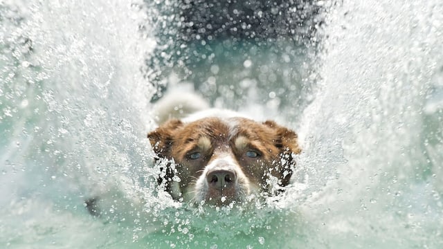 Zuviel Wasser kann für den Hund gefährlich sein