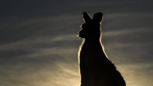 Känguru von hinten. Känguru von hinten.