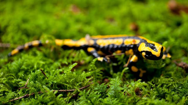 Salamander. Salamander.
