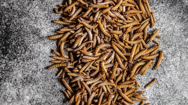 Ein Haufe von Insekten Ein Haufe von Insekten