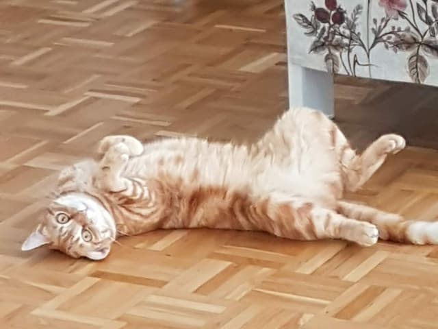 Katze räkelt sich am Boden.