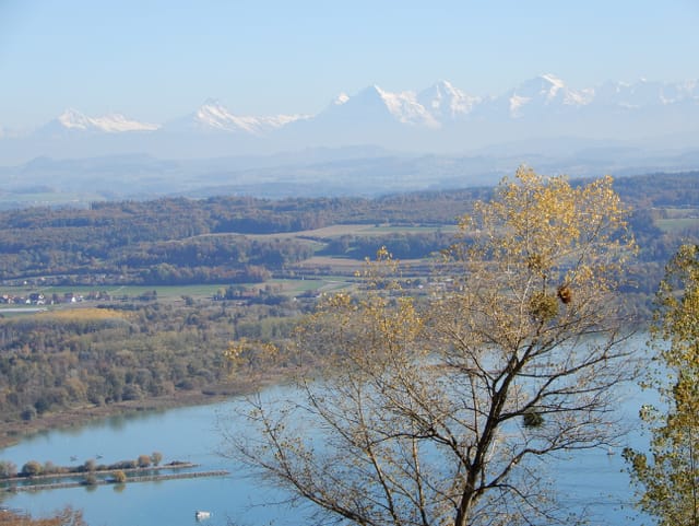 gelber Baum im Vordergrund, Schneeberge im Hintergrund
