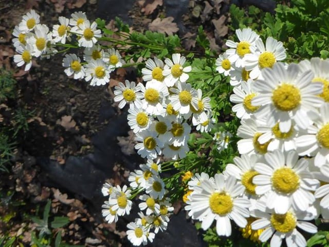 Viele Margeriten.
