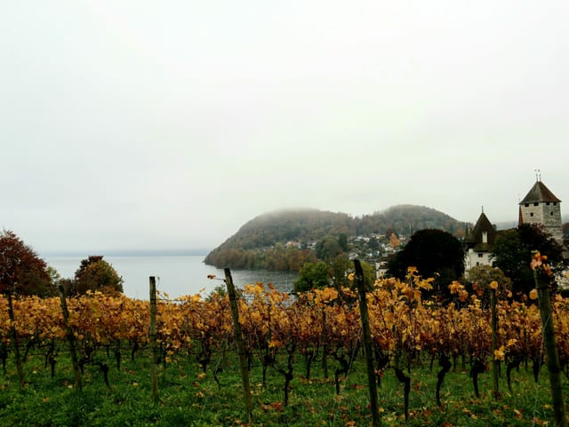 Ein Rebberg am Ufer des Thunersee, die Blätter sind braun verfärbt, es herrscht trübes Nebelwetter.