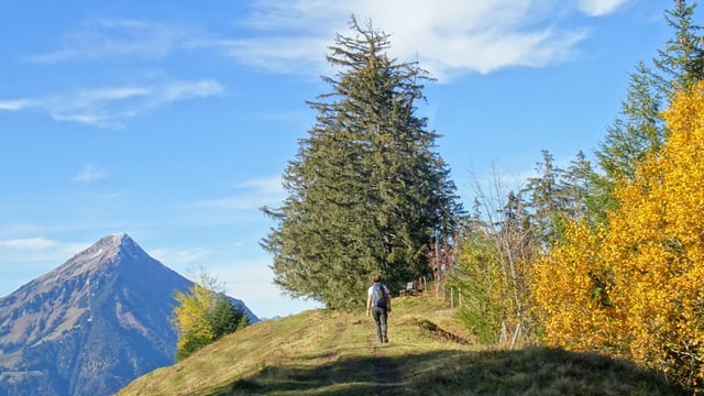 Wanderer unterwegs oberhalb von Spiez. Wanderer unterwegs oberhalb von Spiez.