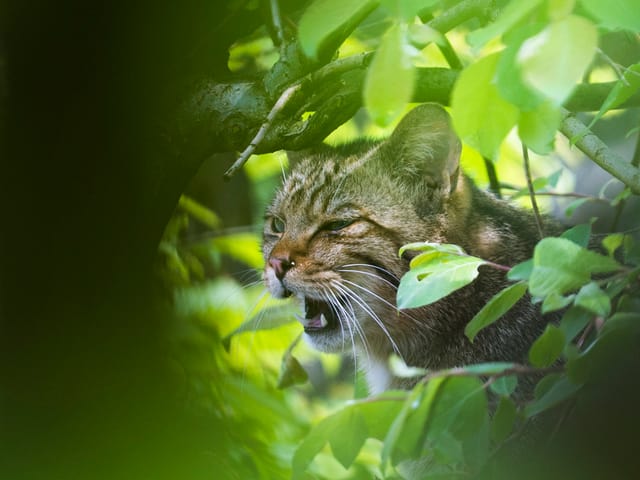 Gestresst Vom Streicheln Die Wahrheit über Katzen Tierleben