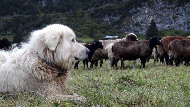 Die Praxis im grössten Teil der Schweiz zeigt: Schutzhunde können Schafherden effizient gegen Wölfe schützen. Zahlreiche professionelle Schäfer haben deshalb mit Wolfsrissen kaum noch Probleme.. Die Praxis im grössten Teil der Schweiz zeigt: Schutzhunde können Schafherden effizient gegen Wölfe schützen. Zahlreiche professionelle Schäfer haben deshalb mit Wolfsrissen kaum noch Probleme..