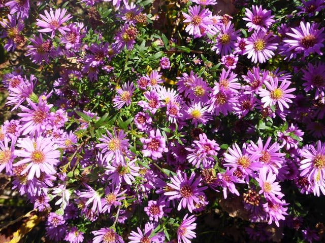 Ein violettes Blumenmeer.