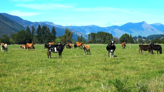 Kühe auf einer Weide in Neuseeland.