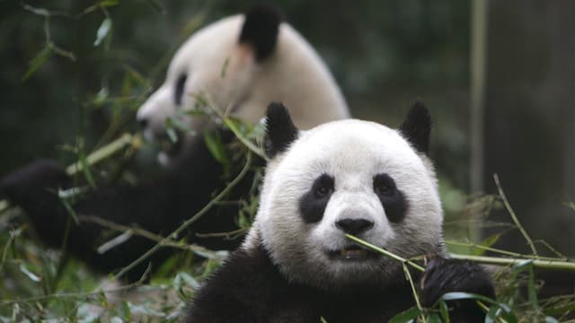 Pandabären, die fressen. Pandabären, die fressen.