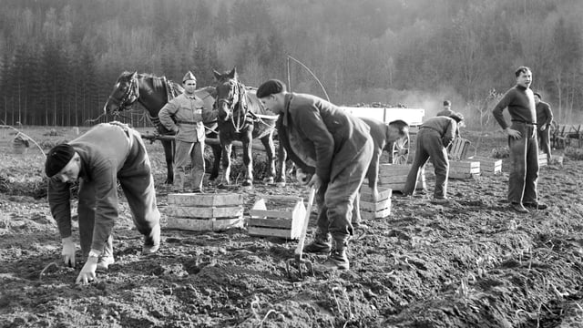 Historisches Foto von Internierten auf einem Acker Historisches Foto von Internierten auf einem Acker