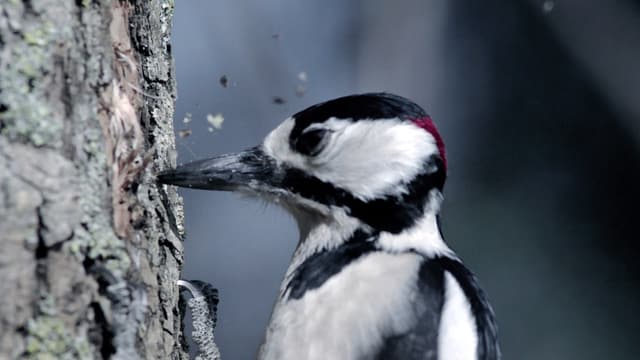 Video «Bionik - Die besten Ideen der Natur: Extreme (2/3)» abspielen Video «Bionik - Die besten Ideen der Natur: Extreme (2/3)» abspielen
