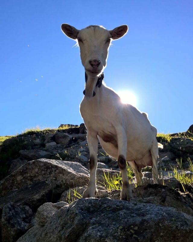 Weisse Ziege steht auf einem Stein und schaut in die Kamera herunter.