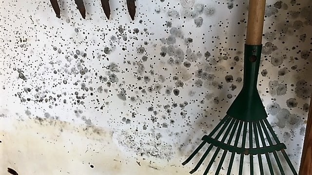 Schimmel an einer Garagenwand. Schimmel an einer Garagenwand.