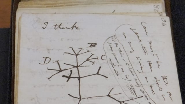 Aus dem Archiv: Darwin-Notizbücher verschwunden – ein Diebstahl?