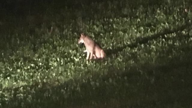 Wolf im Scheinwerferlicht Wolf im Scheinwerferlicht