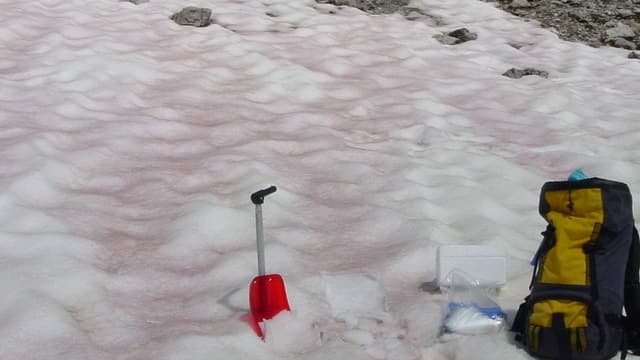 Rötlich gefärbter Schnee Rötlich gefärbter Schnee