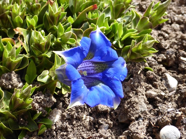 Blauer Enzian