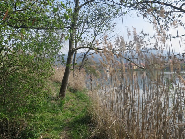 Fussweg am Rhein mit Schilfstauden, man sieht auf der anderen Seite die Häuser von Wallbach Deutschland. Fussweg am Rhein mit Schilfstauden, man sieht auf der anderen Seite die Häuser von Wallbach Deutschland.
