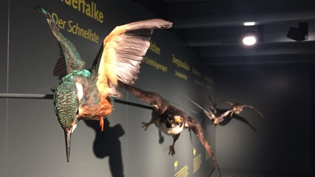 Ausgestopfte Vögel Ausgestopfte Vögel