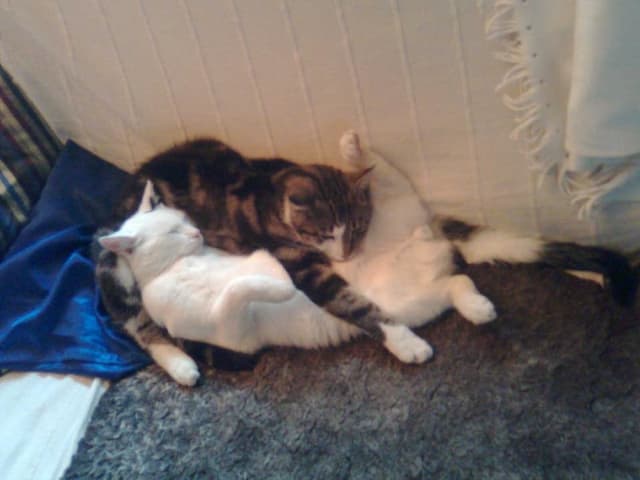 Eine weisse und eine dreifarbige Katze liegen eng umschlungen auf dem Boden. Eine weisse und eine dreifarbige Katze liegen eng umschlungen auf dem Boden.