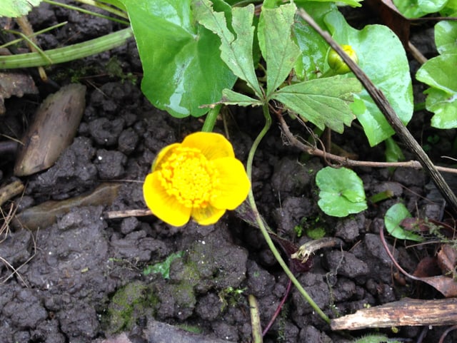 Eine Gelbe Blüte der Dotterblume.