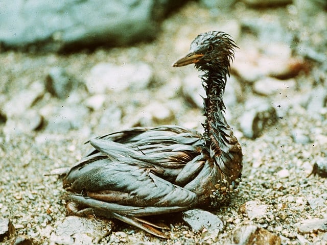 Ölverschmierter Vogel am Strand Ölverschmierter Vogel am Strand