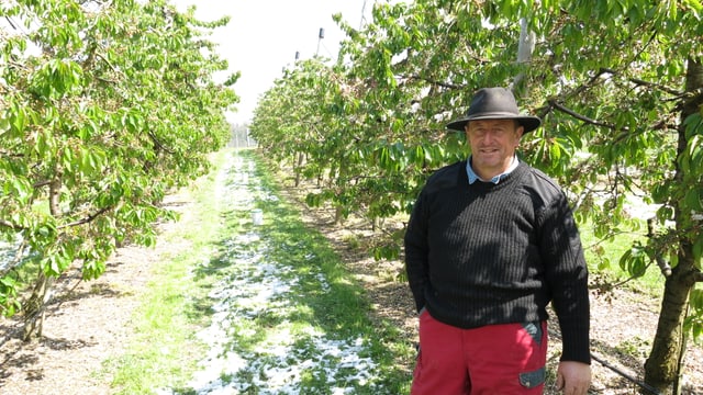 Ein Obstbauer mit Hut steht vor einer Reihe von Niederstammkirschbäumen. Ein Obstbauer mit Hut steht vor einer Reihe von Niederstammkirschbäumen.