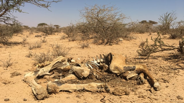 Il cadaver d'in chamel. In animal che surviva en sasez ditg senz'aua. Il cadaver d'in chamel. In animal che surviva en sasez ditg senz'aua.