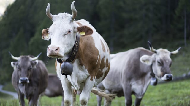 Kühe mit Hörner auf einer Weide. Kühe mit Hörner auf einer Weide.