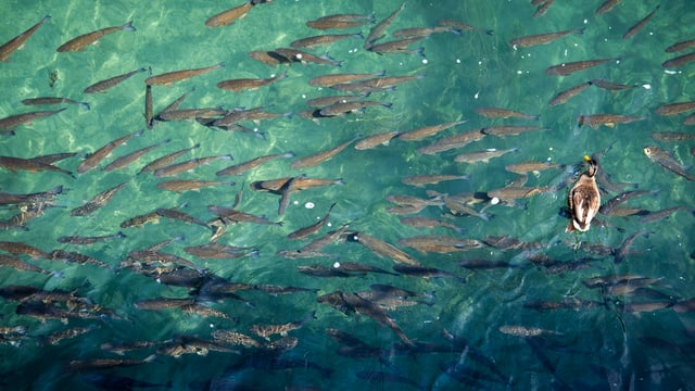 Fische schwimmen in einem Fluss. Fische schwimmen in einem Fluss.