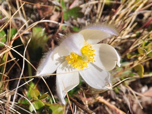 Ein weisse Blume im dürren alpinen Gras.